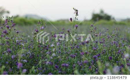 Clover plants used in agriculture as livestock feed 118645479