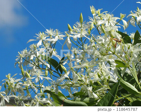 秋空と日差しを浴びたセンニンソウ（ウシクワズ） 118645787