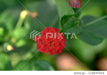 ランタナ ランタナ 118645928