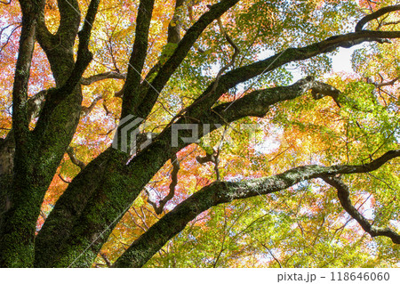紅葉した木 紅葉した木 118646060
