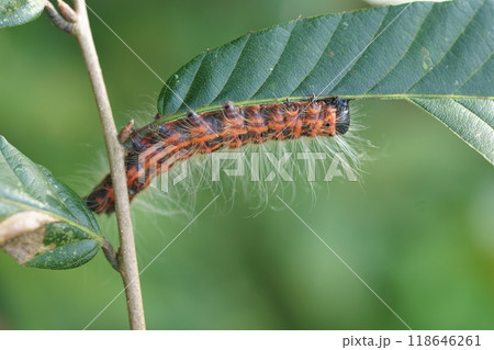 木の葉を食べるツマキシャチホコの幼虫 木の葉を食べるツマキシャチホコの幼虫 118646261