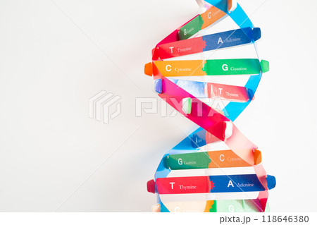 DNA or Deoxyribonucleic acid is a double helix chains structure formed by base pairs attached to a sugar phosphate backbone. DNA or Deoxyribonucleic acid is a double helix chains structure formed by base pairs attached to a sugar phosphate backbone. 118646380