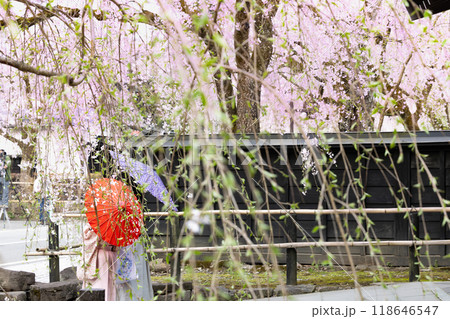角館武家屋敷通りの満開の枝垂れ桜 角館武家屋敷通りの満開の枝垂れ桜 118646547