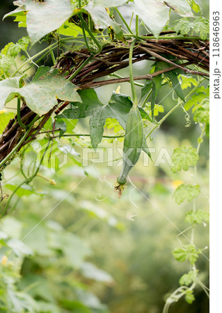 Organic loofah washcloth growing on a garden bed 118646963
