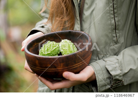 Bitter melon in a wooden bowl in female hands Bitter melon in a wooden bowl in female hands 118646967