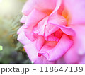 ピンクの薔薇 118647139