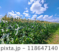 晴れた日のトウモロコシ畑 118647140