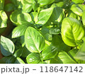 バジルの葉 118647142