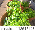 鉢植えのバジル 118647143
