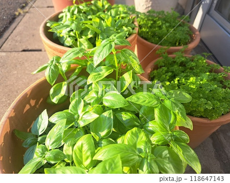 鉢植えのバジル 鉢植えのバジル 118647143