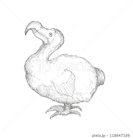 ドードー鳥の手描きイラスト 118647189
