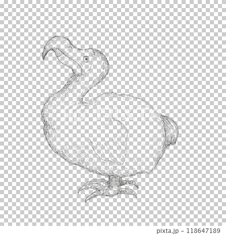ドードー鳥の手描きイラスト 118647189