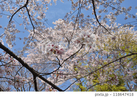 二尊院の桜 二尊院の桜 118647418