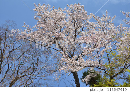 二尊院の桜 二尊院の桜 118647419