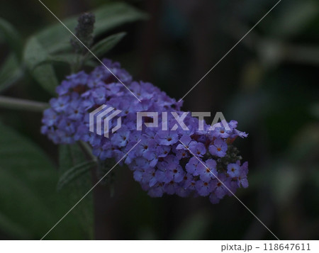 夕暮れのフサフジウツギの花のクローズアップ 夕暮れのフサフジウツギの花のクローズアップ 118647611