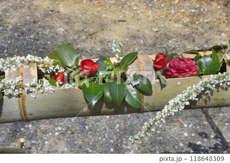 二尊院の椿と雪柳 118648309