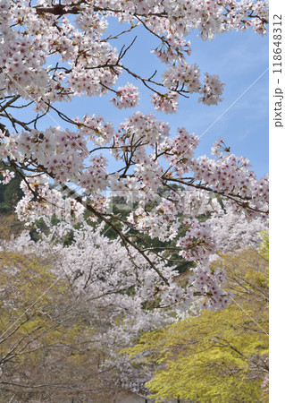 二尊院の桜 118648312