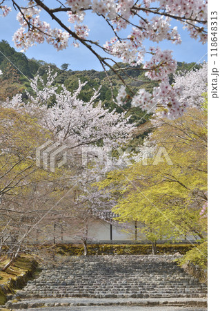 二尊院の桜 118648313