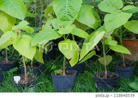 Seedlings Cyphomandra in a pots. Plants in garden. Seedling in green house. Catalpa in farm shop. 118648539