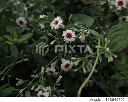 雨上がりのヤイトバナの花（雨滴をつけたヘクソカズラ） 118649202