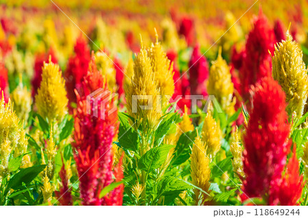 ぎふワールド・ローズガーデン、満開のケイトウ〈岐阜県可児市〉 118649244