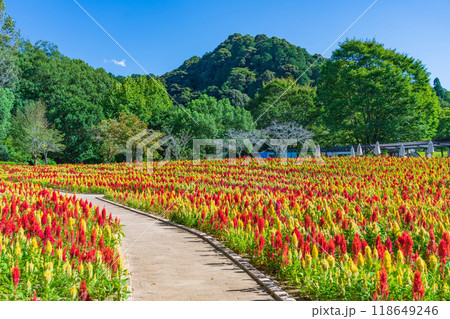 ぎふワールド・ローズガーデン、満開のケイトウ〈岐阜県可児市〉 118649246
