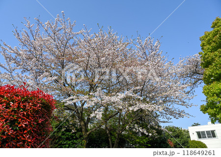 四月 ４月 4月 118649261