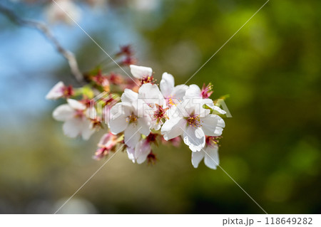 四月 ４月 4月 118649282