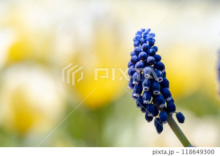 四月 ４月 4月 118649300