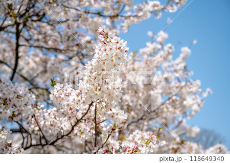 四月 4月 4月 118649340