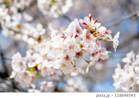 四月 ４月 4月 118649343