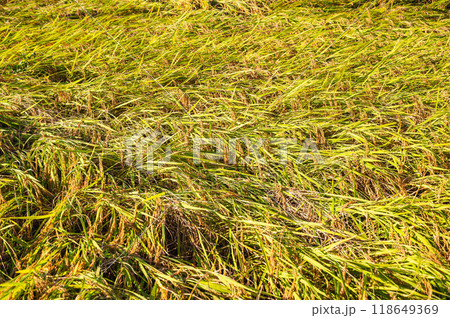収穫前に倒伏した稲 118649369