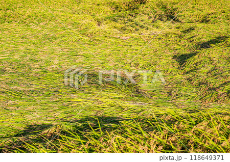 収穫前に倒伏した稲 118649371