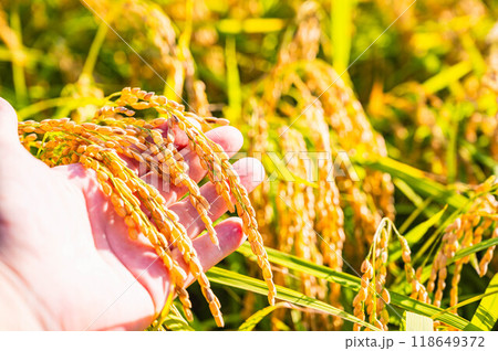 収穫前の実った稲穂　松本市 118649372