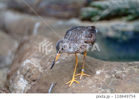 Small cute bird with long yellow legs standing on a rock near the water. 118649754