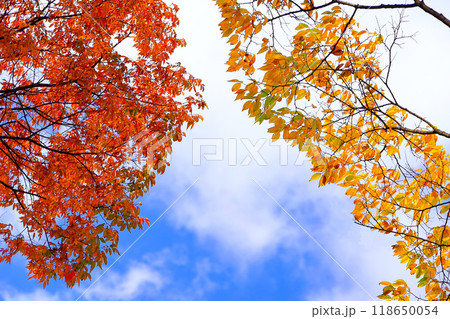 爽やかな秋空と鮮やかな欅の紅葉 118650054