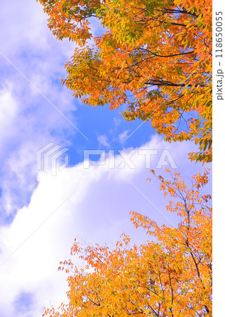秋空と秋色の欅の紅葉 秋空と秋色の欅の紅葉 118650055