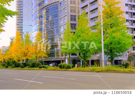 高層ビル群と銀杏並木 118650058