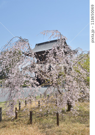 嵯峨釈迦堂の山門と桜 118650069