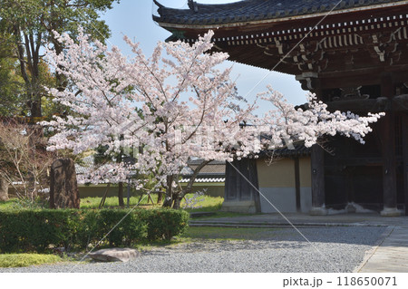 嵯峨釈迦堂の山門と桜 嵯峨釈迦堂の山門と桜 118650071