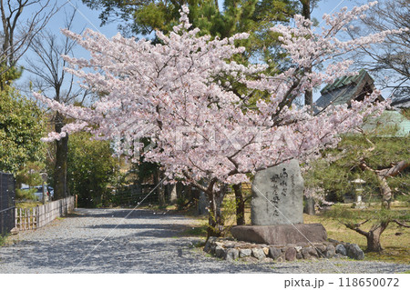 嵯峨釈迦堂の桜 嵯峨釈迦堂の桜 118650072