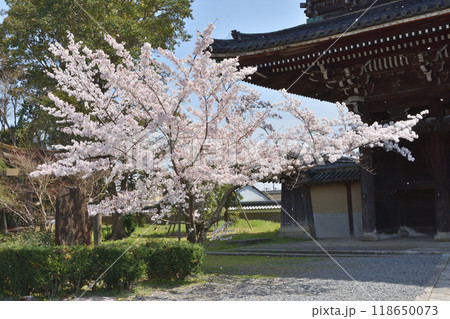 嵯峨釈迦堂の鐘楼と桜 嵯峨釈迦堂の鐘楼と桜 118650073