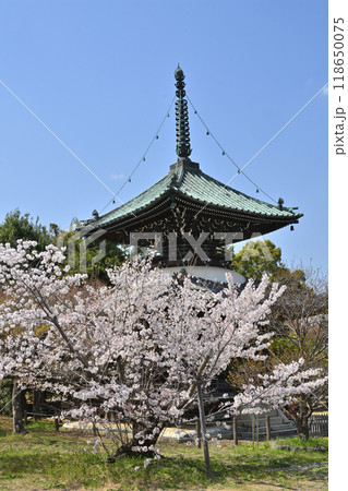 嵯峨釈迦堂の多宝塔と桜 嵯峨釈迦堂の多宝塔と桜 118650075