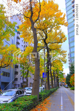 オフィス街を彩るプラタナスの街路樹 118650083