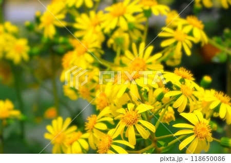 鮮やかな黄色の満開のツワブキ 118650086