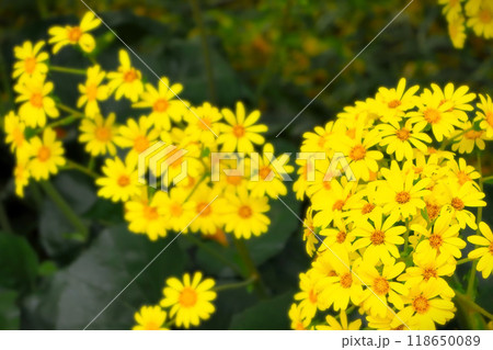 鮮やかな黄色の満開のツワブキ 鮮やかな黄色の満開のツワブキ 118650089