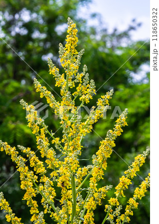 Common mullein - pale yellow flowers of verbascum nigrum plant, used as herb and medicine - growing in the medicinal garden 118650322
