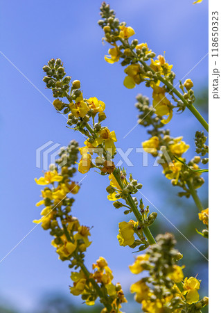 Common mullein - pale yellow flowers of verbascum nigrum plant, used as herb and medicine - growing in the medicinal garden 118650323