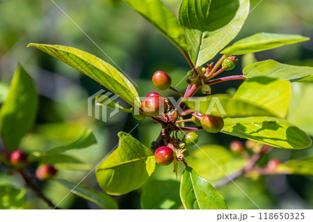 Prunus padus bird cherry hackberry hagberry, Mayday tree branches with black berries and yellow leaves on blurry background 118650325