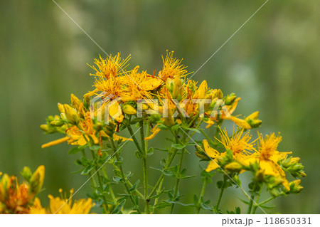 flowers of Saint Johns wort, Hypericum perforatum 118650331